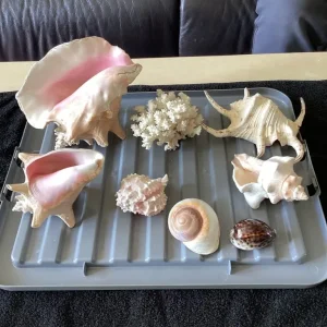 8 Assorted Sized Shells. - Image 6
