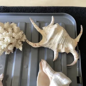 8 Assorted Sized Shells. - Image 7