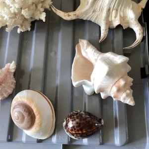8 Assorted Sized Shells. - Image 8