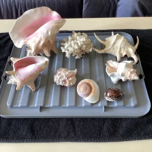 8 Assorted Sized Shells.