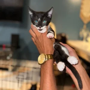 Kittens 8 weeks old - Image 2