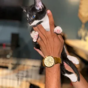 Kittens 8 weeks old - Image 3