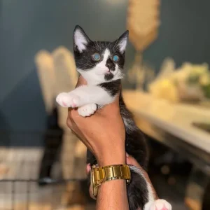 Kittens 8 weeks old - Image 4