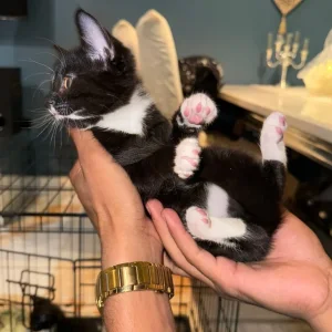 Kittens 8 weeks old - Image 5