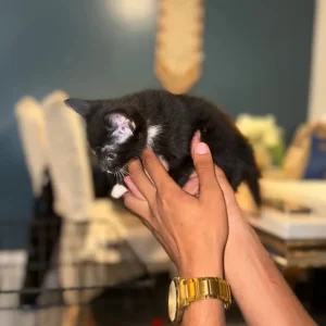 Kittens 8 weeks old - Image 6