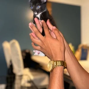 Kittens 8 weeks old - Image 7