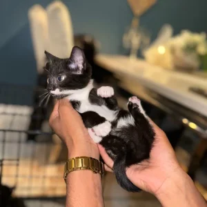 Kittens 8 weeks old - Image 8