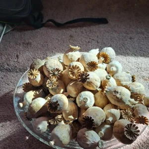 1kg Dried poppy heads. Papaver somniferum - Image 2