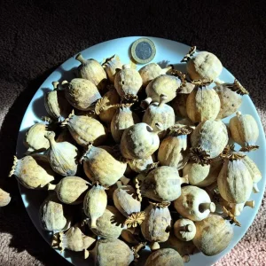1kg Dried poppy heads. Papaver somniferum - Image 3