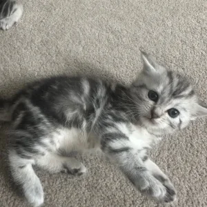 Persian kittens x Chincilllas - Image 2