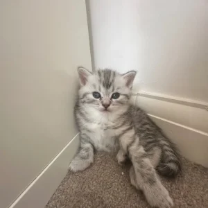 Persian kittens x Chincilllas - Image 3