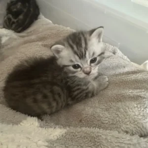 Persian kittens x Chincilllas - Image 4