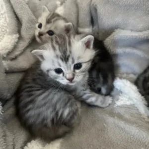 Persian kittens x Chincilllas - Image 5