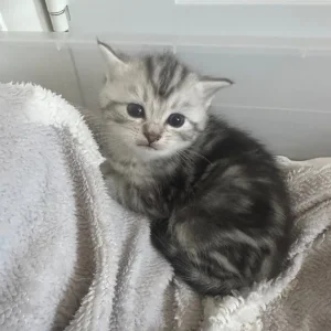 Persian kittens x Chincilllas - Image 6