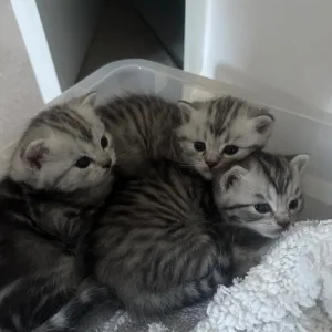 Persian kittens x Chincilllas - Image 7