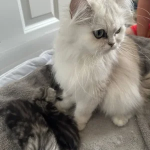 Persian kittens x Chincilllas - Image 8