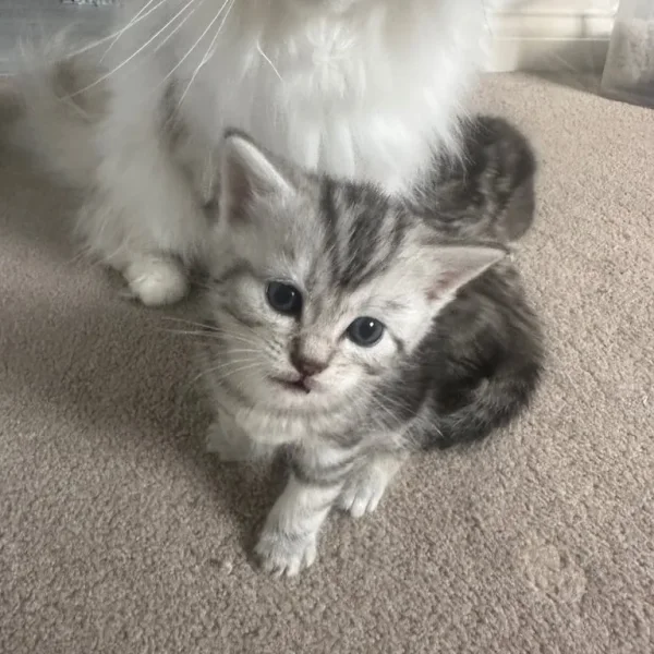 Persian kittens x Chincilllas