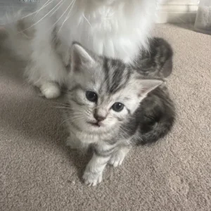 Persian kittens x Chincilllas