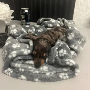 miniature dachshund - Image 2