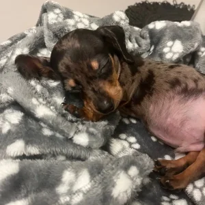 miniature dachshund - Image 3