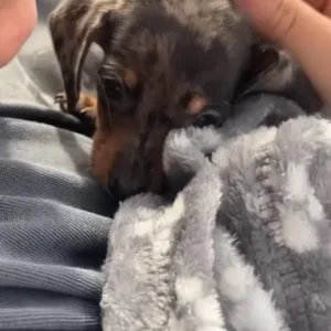 miniature dachshund - Image 4