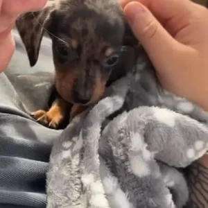 miniature dachshund - Image 5