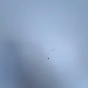 2 office tables 1800mm x 800mm - Image 3