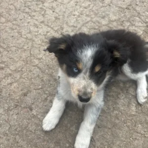Collie pups 2 males 2 females - Image 2