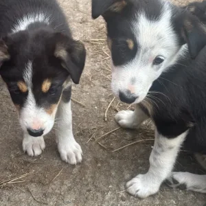 Collie pups 2 males 2 females - Image 3