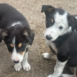 Collie pups 2 males 2 females - Image 6