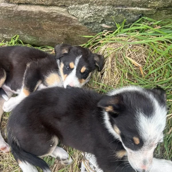 Collie pups 2 males 2 females