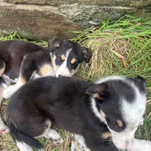 Collie pups 2 males 2 females