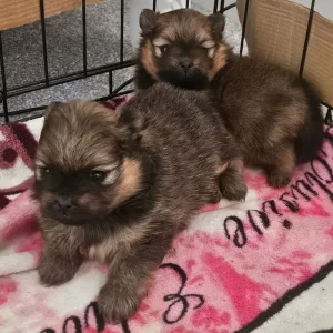 Extra extra small pomeranian girl puppies - Image 2