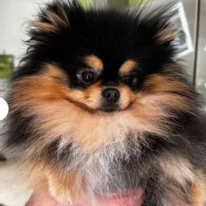 Extra extra small pomeranian girl puppies - Image 3