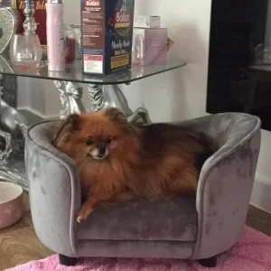 Extra extra small pomeranian girl puppies - Image 4