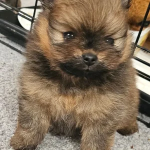 Extra extra small pomeranian girl puppies