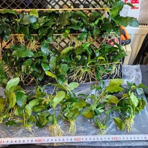 Aquatic plants and dry goods - Image 4