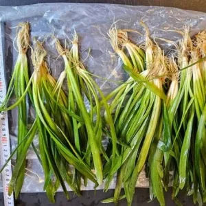 Aquatic plants and dry goods - Image 5