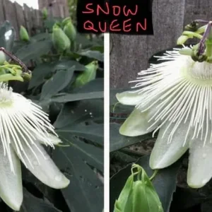 Passion Flower plants, passiflora ‘SNOW QUEEN’ variety. STUNNING FLOWERS, edible fruit - Image 2