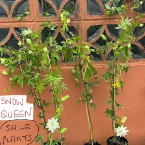 Passion Flower plants, passiflora ‘SNOW QUEEN’ variety. STUNNING FLOWERS, edible fruit - Image 4