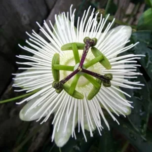 Passion Flower plants, passiflora ‘SNOW QUEEN’ variety. STUNNING FLOWERS, edible fruit