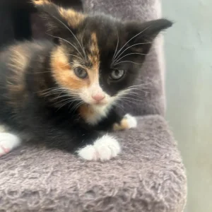 Kittens for sale - Image 2