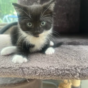 Kittens for sale - Image 3