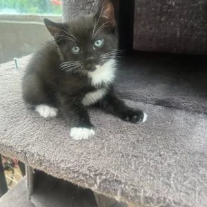 Kittens for sale - Image 4