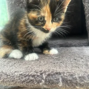 Kittens for sale
