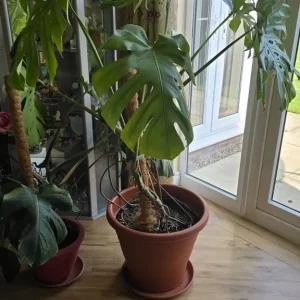 2 Plants - Read Description - Image 2