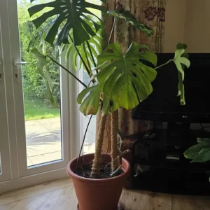 2 Plants - Read Description - Image 3