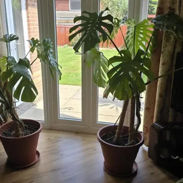 2 Plants - Read Description