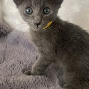 Oriental X Siamese blue kittens - Image 2