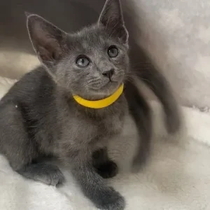 Oriental X Siamese blue kittens - Image 3